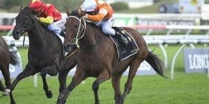 Sydney Cup feature image