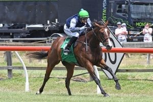 Vigorous effort expected from Brennan three-year-old