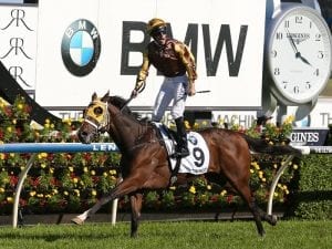 Tavago back from injury in Blamey Stakes