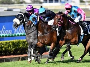 Boom time for Queensland breeding