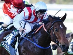 Shoals to return in G1 Oakleigh Plate