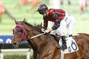 Derby hopes eclipsed as Good Standing finally blossoms