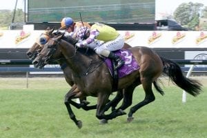 Surely Sacred aiming for Ellerslie Classic three-peat