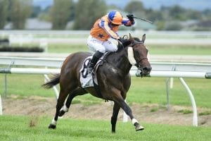 Sydney likely for Avantage