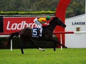 No Australian Guineas for Age Of Chivalry
