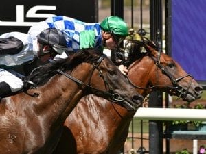 Fifty Stars gets on board for Lindsay Park