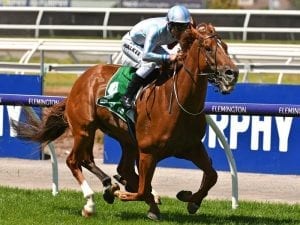 Violate races to first-up Flemington win