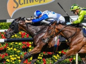 Charles Road favourite for Auckland Cup