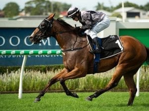 Australian mare Houtzen settles in to UK