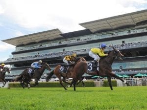 NZ fillies on trial for Sydney 2yo races