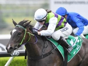 Cleary ready for rain-affected 2YO Jewel