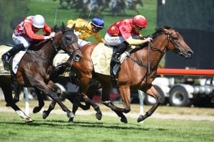 Madison County on target for Guineas