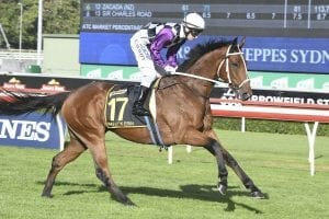 Waller pleased with Sydney Cup-bound Patrick Erin
