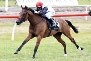 Stern test for in-form mare Rondinella