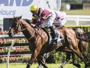 Smith hopes for Fierce Impact at Rosehill