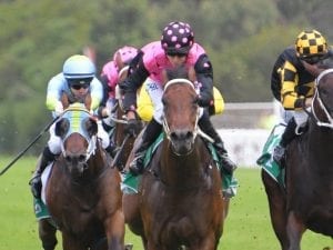 Payne keeps it in family with Guineas hope