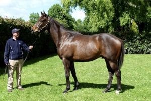Adelaide Cup success for lightly-tried son of Shocking
