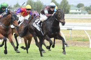 Distance test for Dolcetto at Hastings