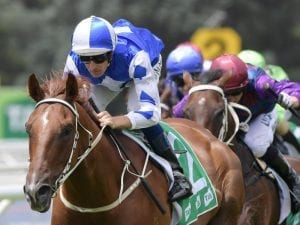 Noble Boy cleared to run in Country C'ship