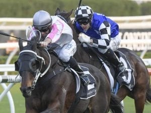 Destiny's Kiss to return in Scone Cup