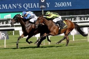 Quality stayer primed for Sydney Cup assault