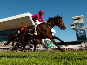Archedemus on track for Gr 1 Doomben Cup