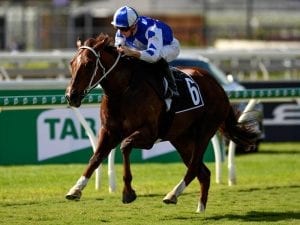 Noble Boy confirms promise in Brisbane win