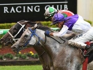 Big ask for The Candy Man in Premier's Cup