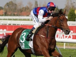 Steel Prince races for Melbourne Cup start