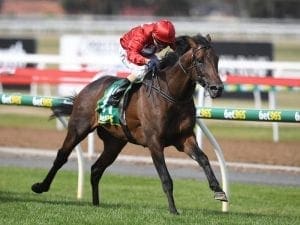 Runaway attempts shortcut to Melbourne Cup