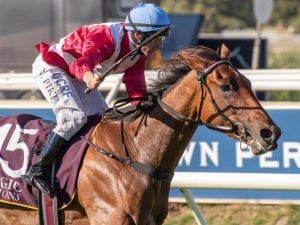 Arcadia Queen to join Chris Waller stable