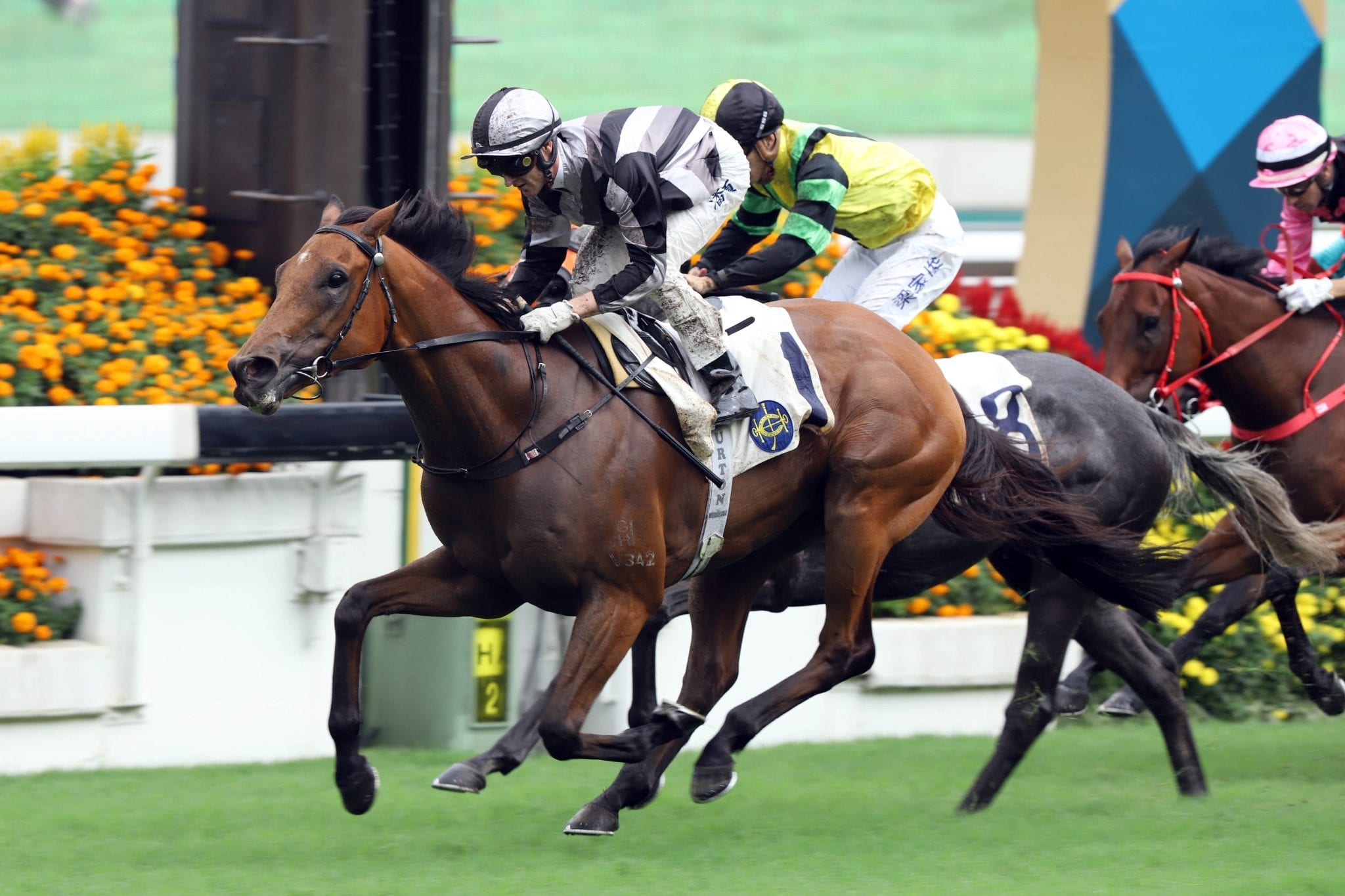 Little Giant comes up big for Hall in Sha Tin Vase