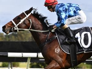 Plate winner Adelaide off the mark as sire