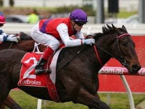 King Of Hastings impresses at Caulfield