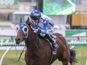 Kenedna to spell after O'Shea Stakes win