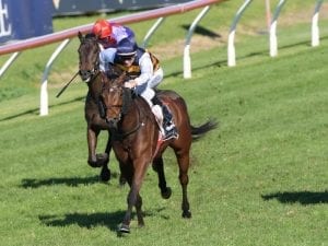 Queensland Cup next for Azuro