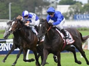 Eminent to stand at NZ's Brighthill Stud