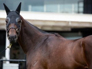 Winx to be served by I Am Invincible