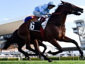 Whypeeo after morale-boosting Doomben win