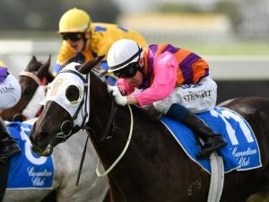 Forster two-year-olds to clash again