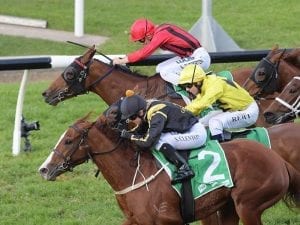 Nicci's Gold to step up again at Rosehill
