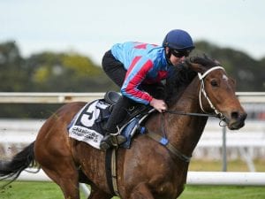 Humidor pleasing Maher in spring build-up