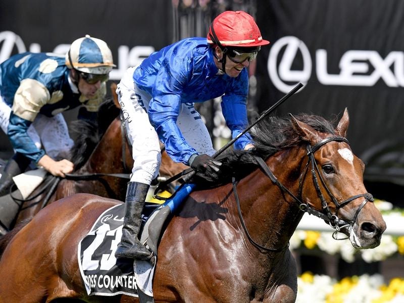 Godolphin stayer Cross Counter will defend his Melbourne Cup crown.