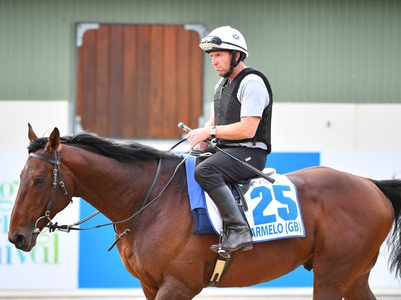 Leading Melbourne Cup contender Marmelo.
