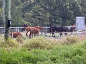 Horse welfare on ministers' meeting agenda