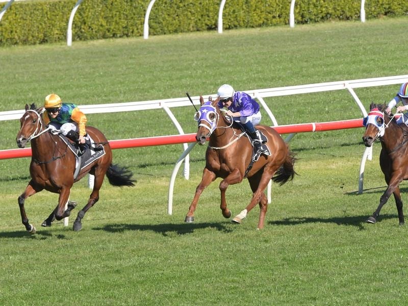 Three horses on the track at Randwick Racecourse in Sydney.