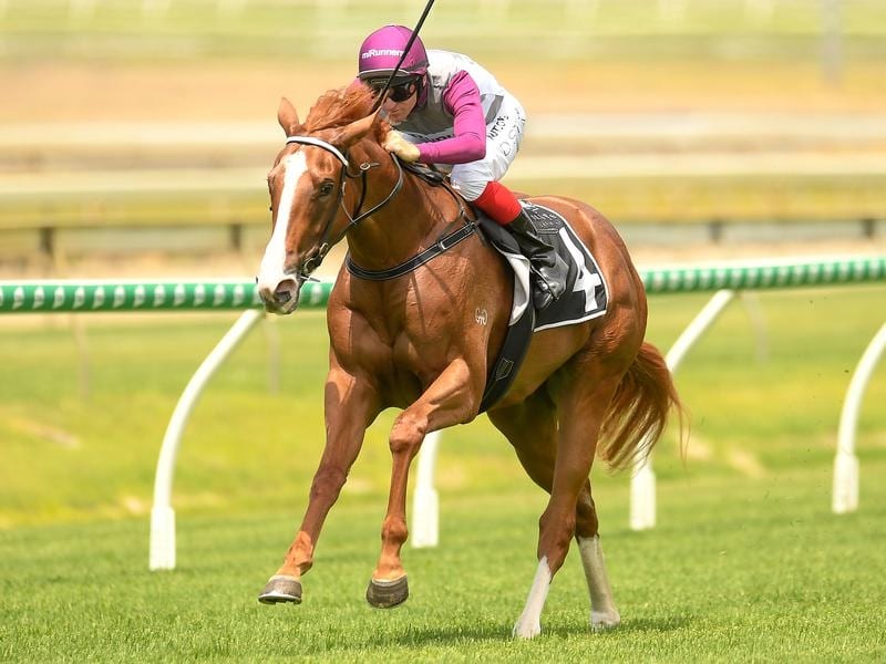 Dale Smith rides Dusty Tycoon at Doomben last month (file image)
