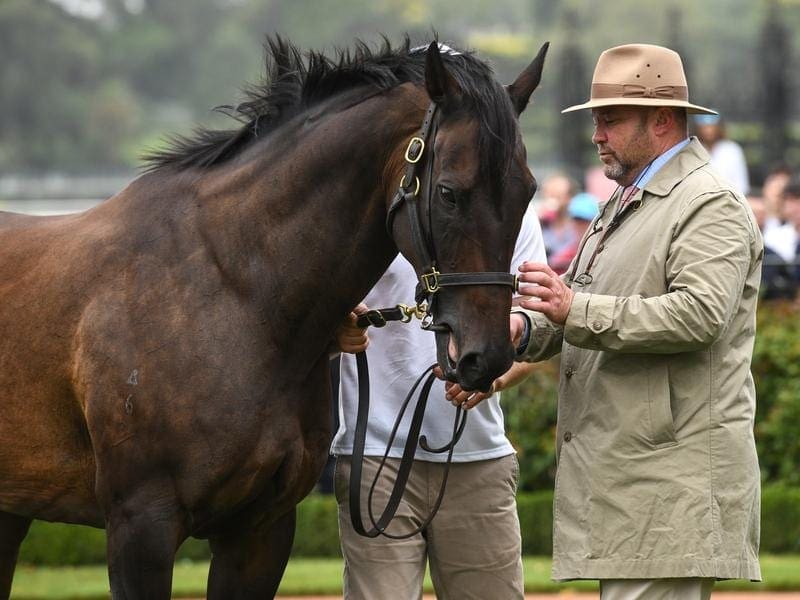 Peter Moody with Black Caviar at Flemington.