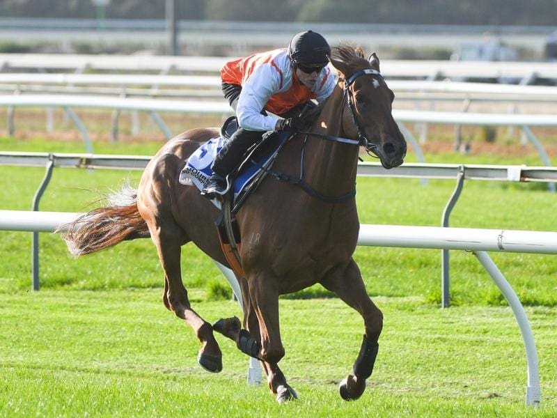 Melbourne Cup winner Vow And Declare has tuned up for his return with a barrier trial at Cranbourne. vow and declare