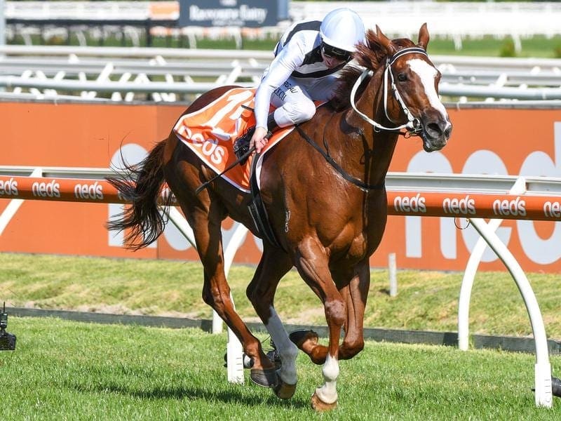 Pippie wins the Oakleigh Plate at Caulfield.